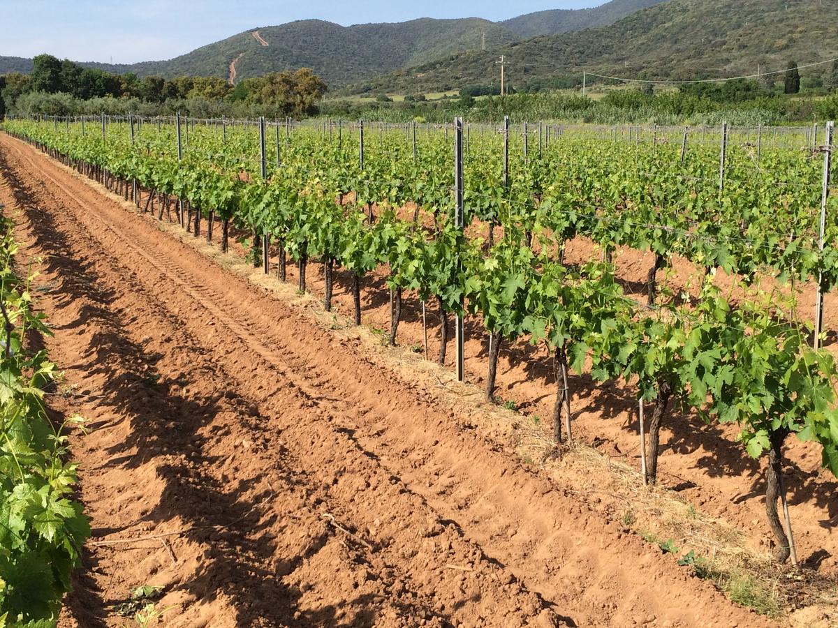 Agriturismo La Sassicaia Castiglione della Pescaia Exteriör bild